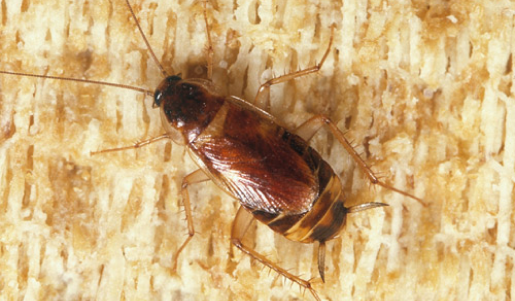 American Cockroach