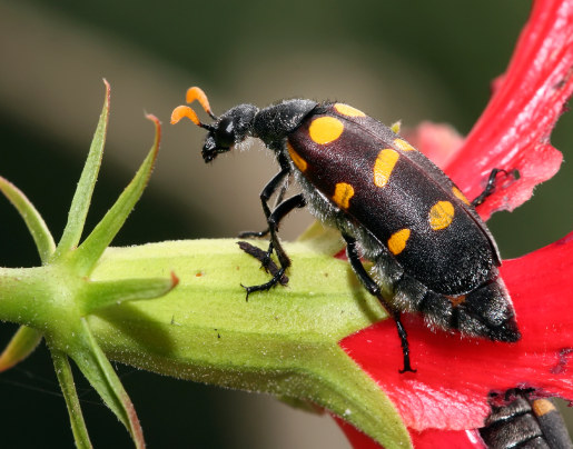 Blister Beetle