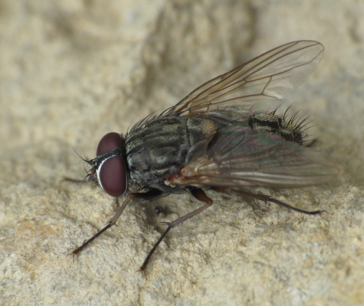 False Stable Fly