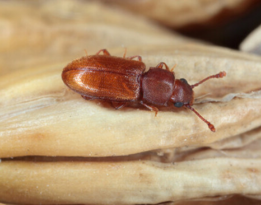 Foreign Grain Beetle