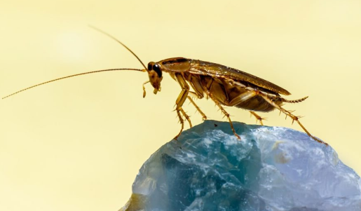 Turkestan Cockroach