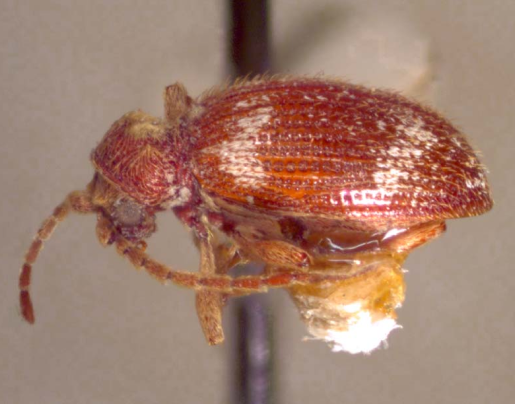 Whitemarked Spider Beetle